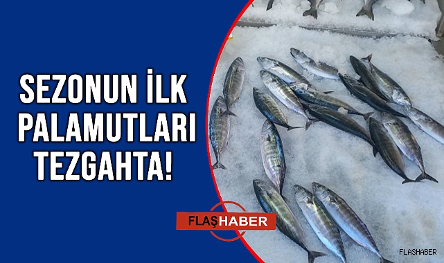 PALAMUT SEZONU BAŞLADI!