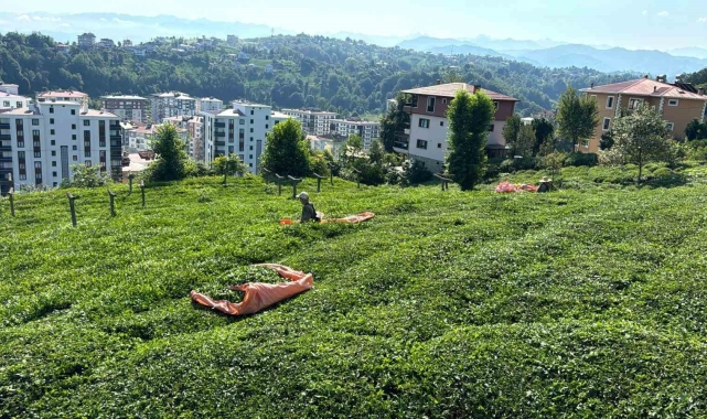 Rize'de çay üreticileri 3. sürgün hasadı için çay bahçelerine girmeye başladı