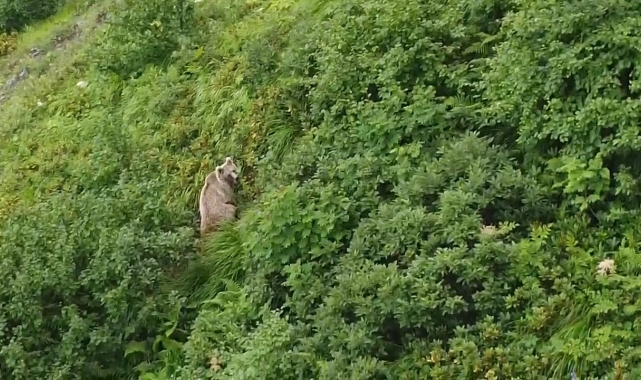 Rize'de yaylada koşturan boz ayı dron ile görüntülendi