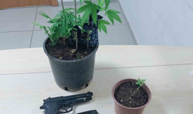 Saksıda kenevir yetiştiren şahıs yakalandı