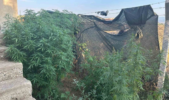 Salihli'de 34 kök kenevir ele geçirildi