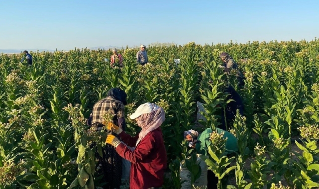 Samsat'ta tütün hasadı başladı