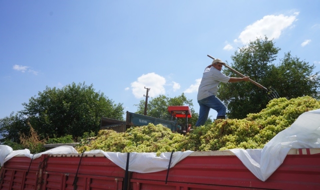 Sarıgöl'de sumalık üzüm alımlarına başlandı