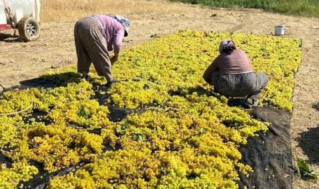 Sarıgöl'de üzüm kurutma çalışmaları başladı