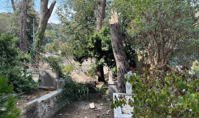 Sarıyer'de çürüyen ağaç gövdesinden koparak mezarlığa devrildi