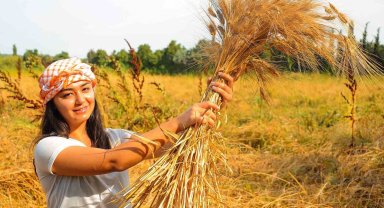 Seferihisar'ın karakılçık buğdayı tescillendi