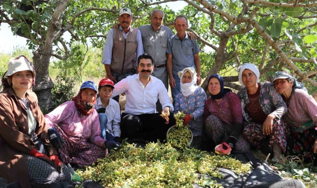 Selendi'de yeşil altında hasat başladı