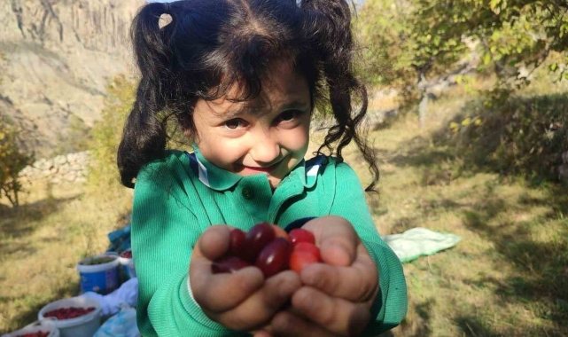 Şerbeti, çayı, meyvesi oluyor! Kalbi koruyor, enfeksiyonu düşürüyor