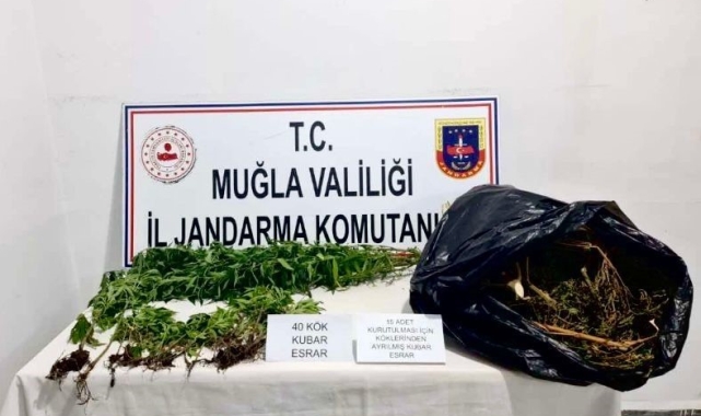 Seydikemer'de uyuşturucu madde ve kenevir ele geçirildi