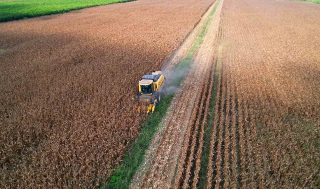 Sıcak hava mısırda koçan boyunu küçülttü, verimi düşürdü