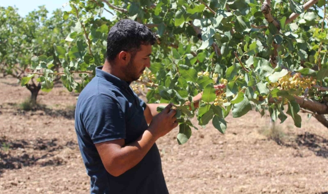 Siirt'te iklim değişikliği sebebiyle fıstık rekoltesinde düşüş bekleniyor