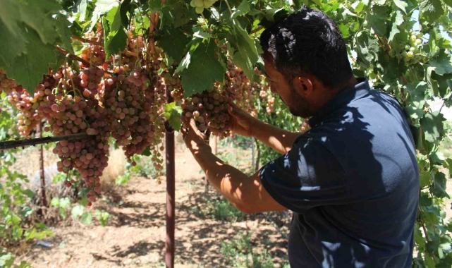 Siirt'te üzüm hasadı başladı