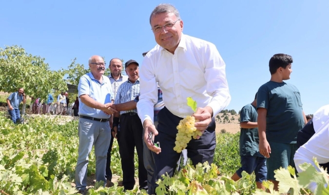 Silifke'de sofralık üzüm hasadı başladı
