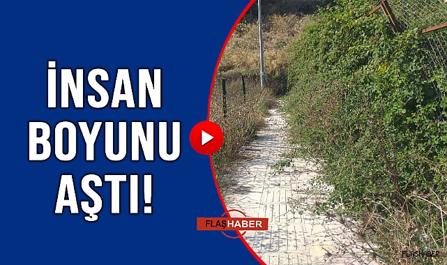 SİNOP ORMANLARI DEĞİL ŞEHİR MERKEZİ!