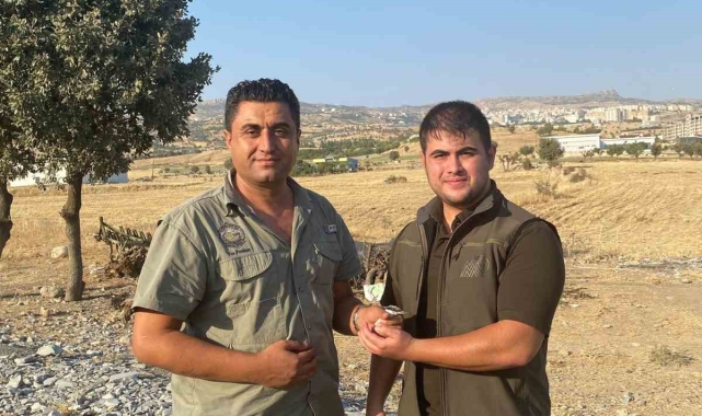 Şırnak'ta Kaya Sıvacı Kuşu ve Gökdoğan tedavi altına alındı