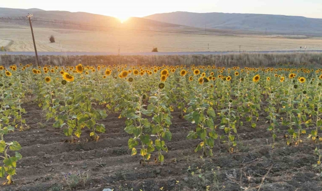 Sivas'ta ayçiçek üretiminde rekor artış