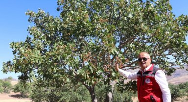 'Sivas'ta yetişmez' denilen ürünler meyvelerini verdi, Antep fıstığı Sivas'ı sevdi