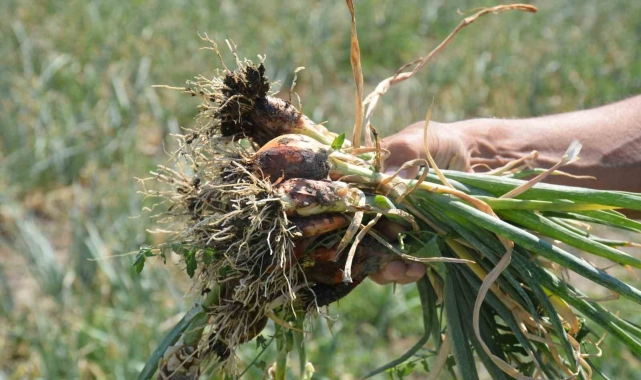 Soğan tarlada yandı