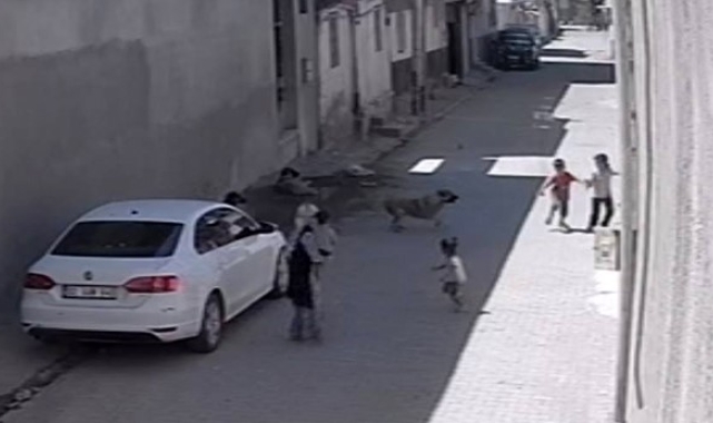Sokak köpeğinin çocuklara saldırısı kameraya yansıdı