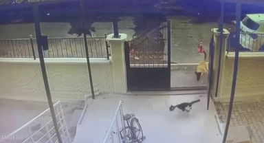 Sokak köpekleri kediye saldırdı, o anlar kameraya yansıdı
