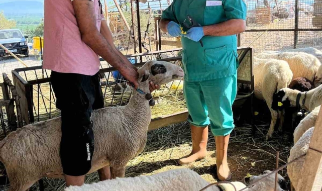 Söke'de büyükbaş hayvanların aşılanması devam ediyor