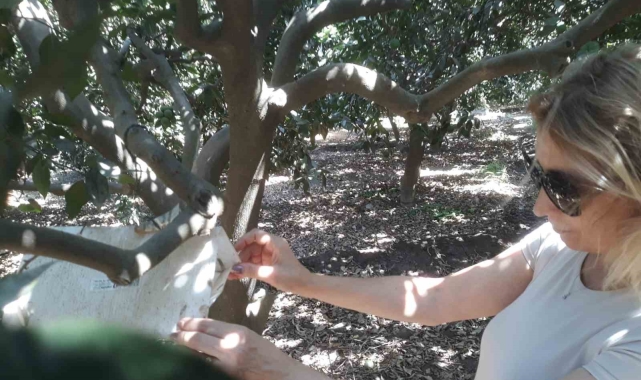 Söke'de meyve sineği ile mücadele sürüyor