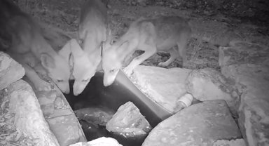 Su içen kurt yavruları fotokapana takıldı