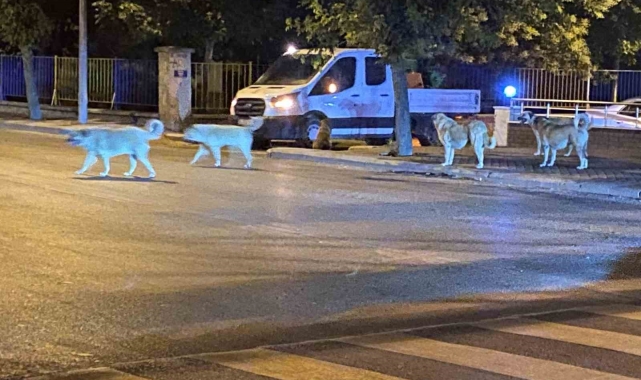 Sürü halinde gezen sokak hayvanları endişeye neden oluyor