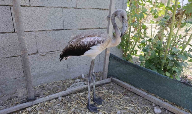 Sürüsüyle uçarken çiftliğe düşen yavru flamingo Tuz Gölü'ne bırakıldı