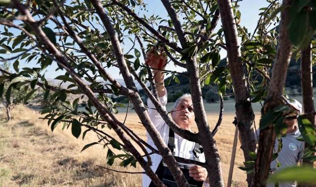 Talas'ın bahçıvan başkanı