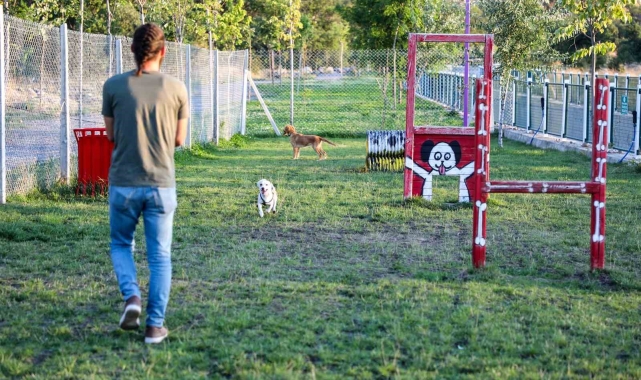 Talas'ta hayvanlara özel patiyol