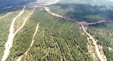 Tavşanlı'da ağaçlandırma sahalarındaki yollarda bakım çalışması