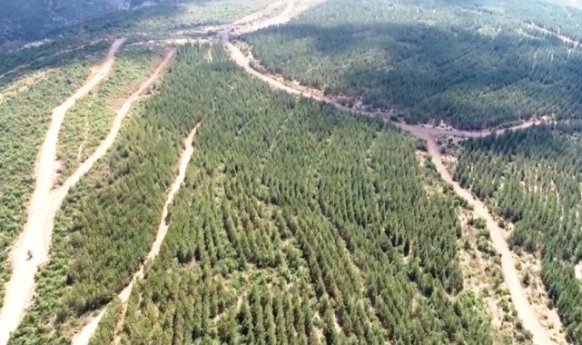 Tavşanlı'da ağaçlandırma sahalarındaki yollarda bakım çalışması