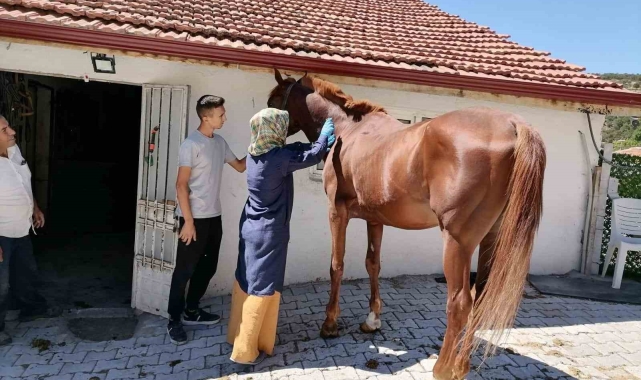 Tavşanlı'da atlarda sağlık taraması ve çip uygulaması