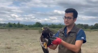 Tedavisi tamamlandı doğaya salındı