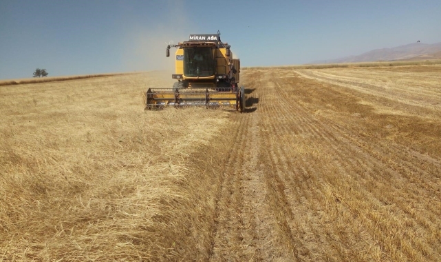 TMO hububat alımına 8 Ağustos'ta başlayacak