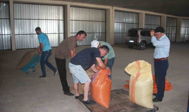 TMO Ordu'da fındık alımına başladı: İlk fındık 132,60 liradan satıldı