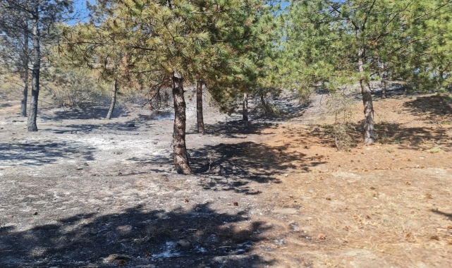 Tokat'ta ormanlık alanda çıkan yangına müdahale ediliyor