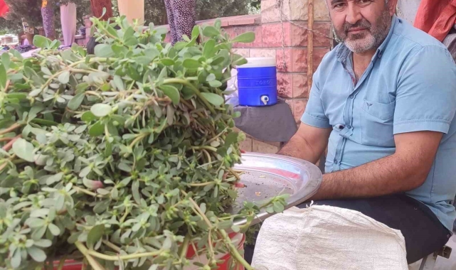 Topladığı semiz otu geçim kaynağı oldu