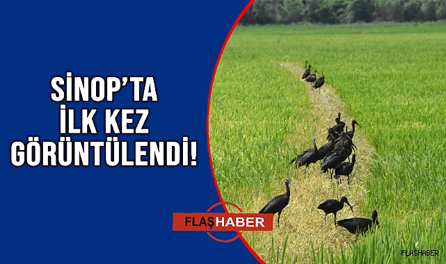 TÜRKİYE'DE ENDER GÖRÜLÜYOR!