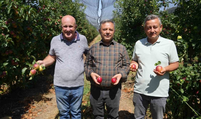 Türkiye'nin önemli elma üretim merkezlerinden Niğde'de hasat devam ediyor