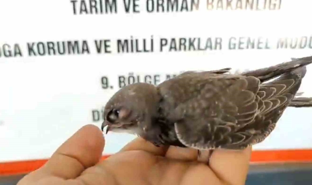 Uçma egzersizlerini yapıyor