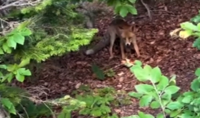 Uludağ Yolu'nda aç kalan yavru tilkiyi beslediler