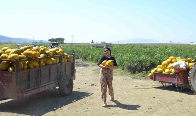 Üretici 600 ton kavun ve karpuzu ücretsiz dağıttı, duyan tarlaya akın etti