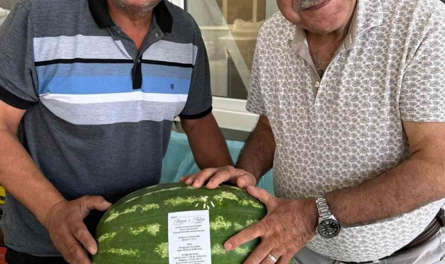 Ürettiği karpuz tarlada kalınca düğün davetiyesi olarak kullandı