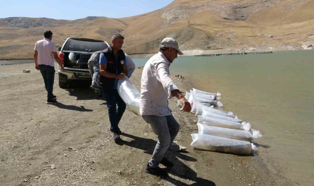 Van'da 400 bin yavru sazan göllere bırakıldı