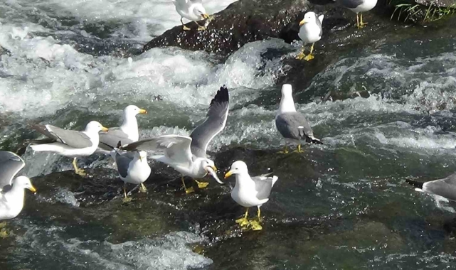 Van'da inci kefalinin göçü uzayınca martı ölümleri yaşanmadı