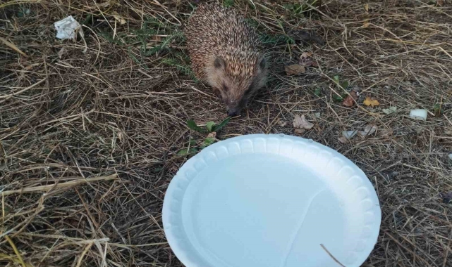 Varto'da bitkin düşen kirpi etle beslendi