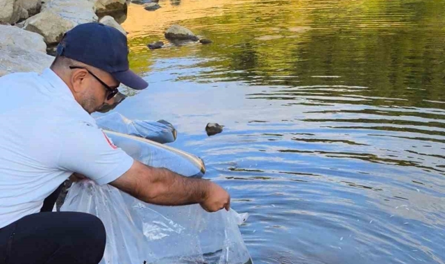 Yalova'da göletlere 100 bin yavru sazan balığı bırakıldı