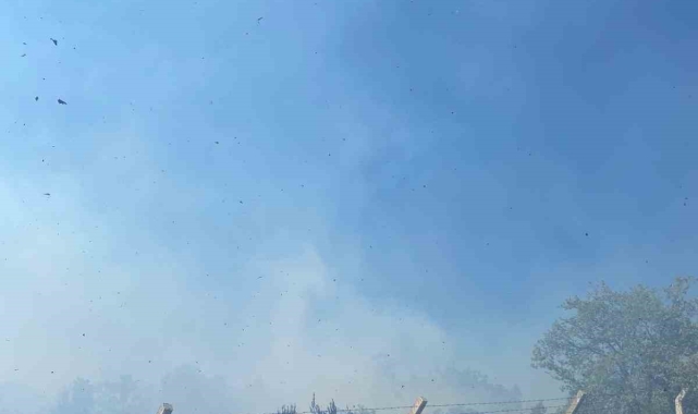 Yalova'da zeytinlik alanda çıkan yangın söndürüldü